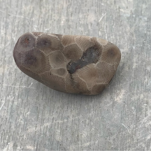Petoskey stone - Picture 7 of 11